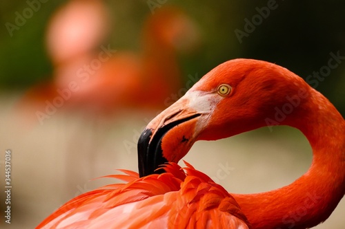 Majestic flamingo cleaning its feathers with a flamingo silhouette in the background