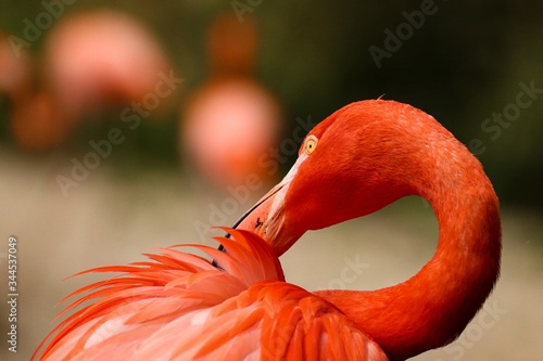 portrait of a beautiful flamingo cleaning its feathers in the Ostrava zoo