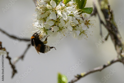 Selective focus photo. A bumblebee, Bombus flies close to blossom of plum tree. photo