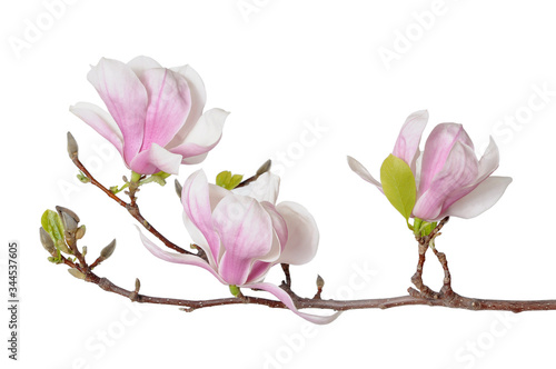 pink magnolia flowers © anphotos99