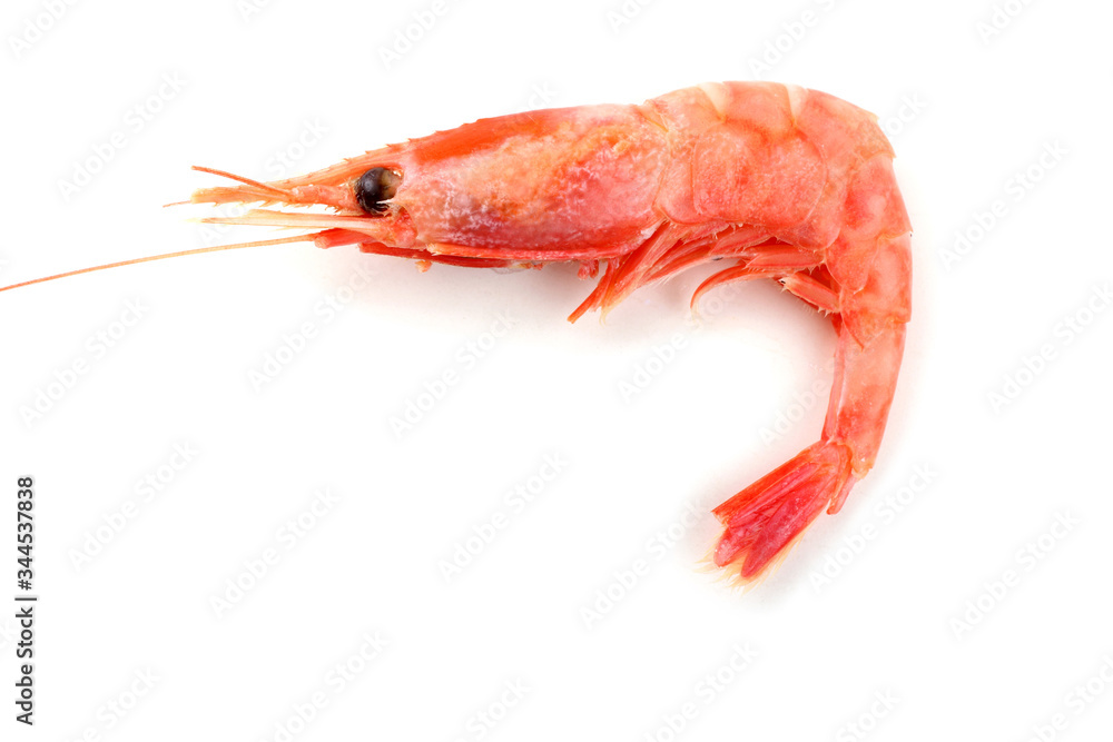 Shrimp