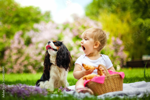 During the picnic, the kid treats his favorite dog with a croissant. Cavalier King Charles Spaniel.