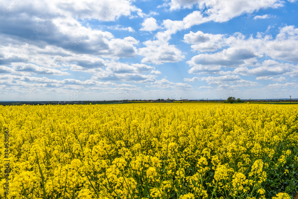 In spring there is a beautiful yellow field.