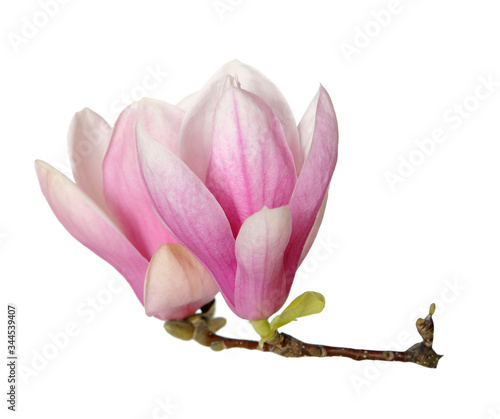 magnolia flower © anphotos99