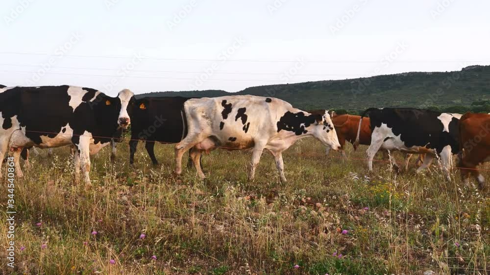 Group of cows grazing on green meadow, small forest in background Group of cows grazing on green meadow, small forest in background