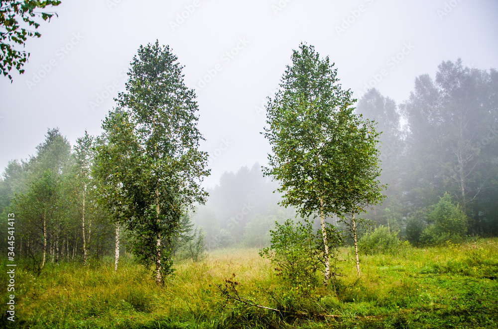Fototapeta premium early morning. forest hiding in the fog.