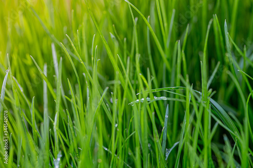 Drops of water on grass after rain