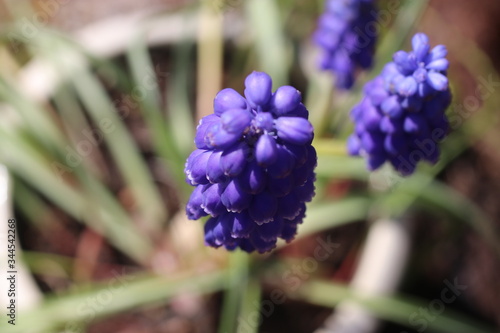 grape hyacinth from above