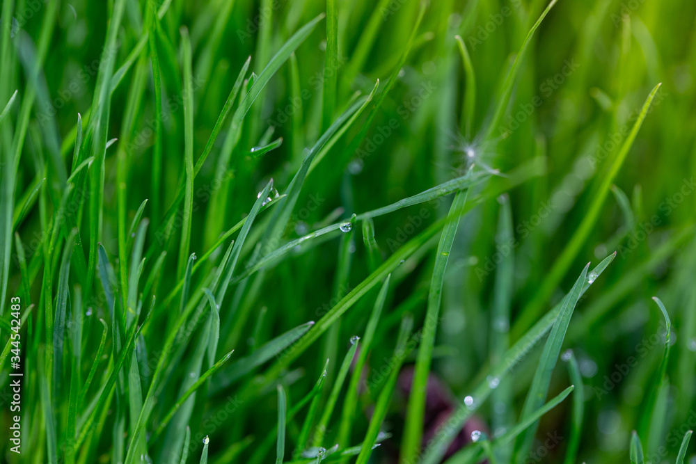 Drops of water on grass after rain