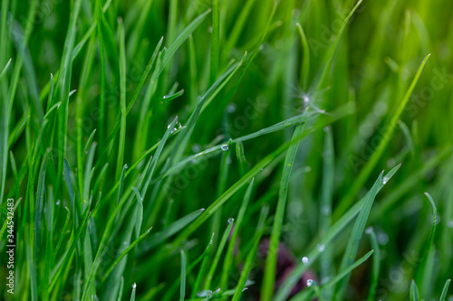 Drops of water on grass after rain