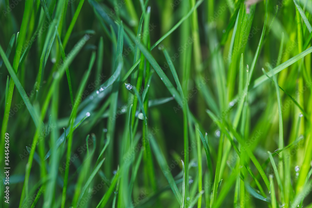 Drops of water on grass after rain Drops of water on grass after rain