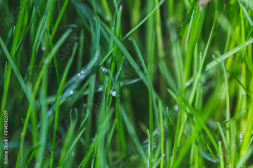 Drops of water on grass after rain