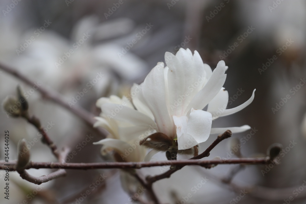 white magnolia in spring white magnolia in spring