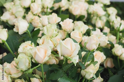 Foto Peach Avalanche Rose Bush Background