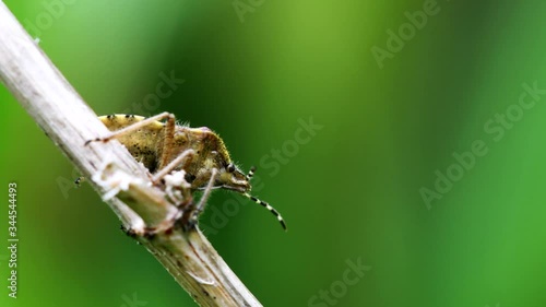 Hairy Shieldbug in his environment. His Latin name is Dolycoris baccarum. photo