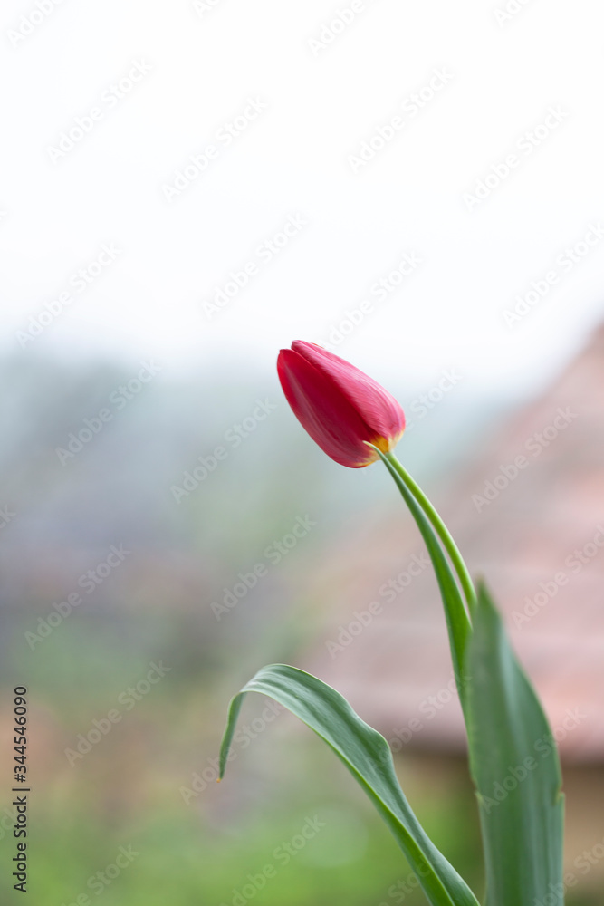 Fototapeta premium lonely tulip, light background. Summer concept. Flat lay, top view, copy space