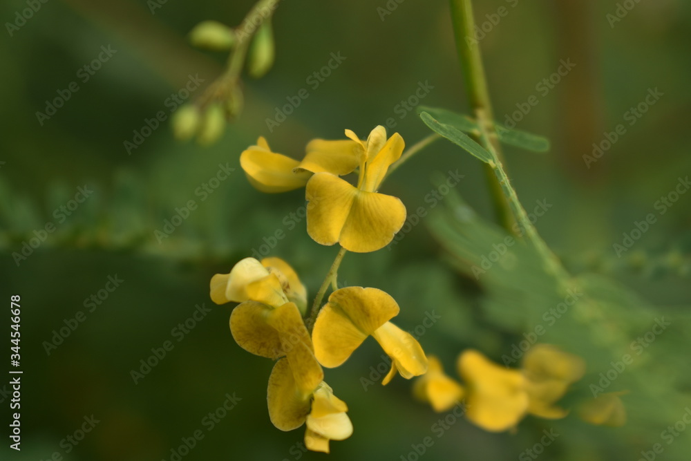 Fototapeta premium Wild Flower