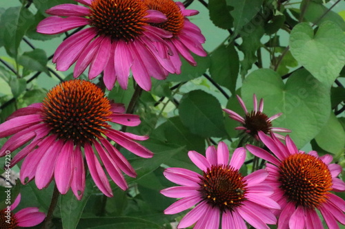 Purple Cone Flower Echinacea Spring Flower  