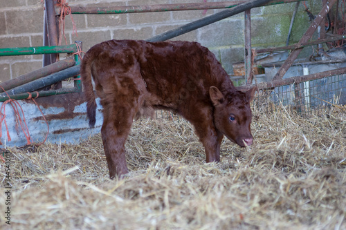 Plakat two day old Ruby red devon calf in barn 