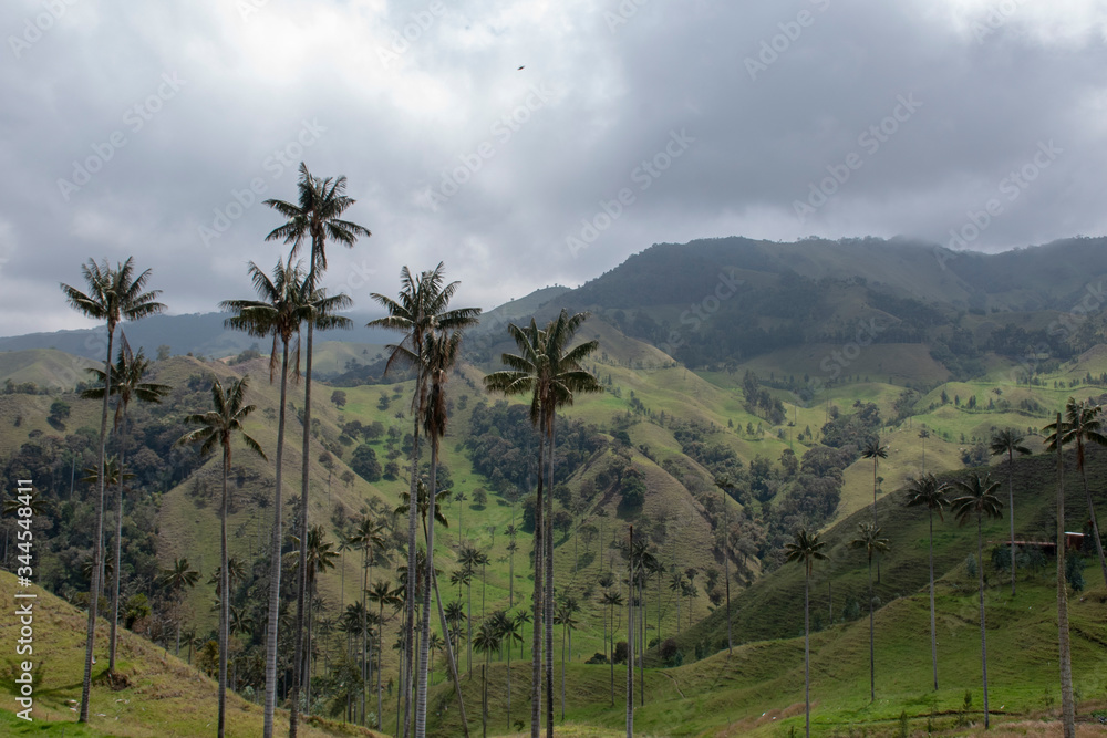 Wax Palm in Colombia