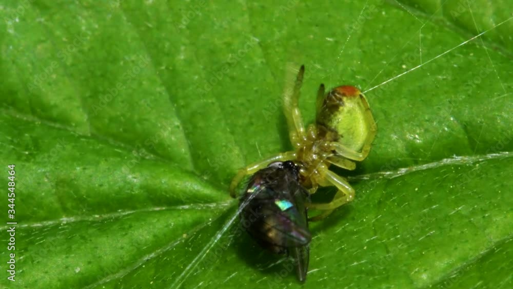 Cucumber Green Spider or Cucumber Green Orb Spider with prey. Her Latin name is Araniella cucurbitina. Cucumber Green Spider or Cucumber Green Orb Spider with prey. Her Latin name is Araniella cucurbitina.