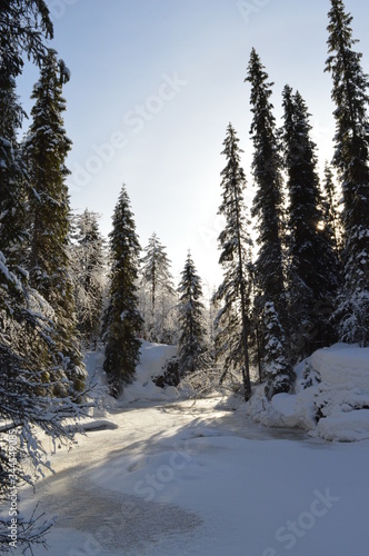 Frozen stream, Komulanköngäs, Ukkohalla, Kainuu Finland. Snow covered spruces and branches. Bright winter light. 
