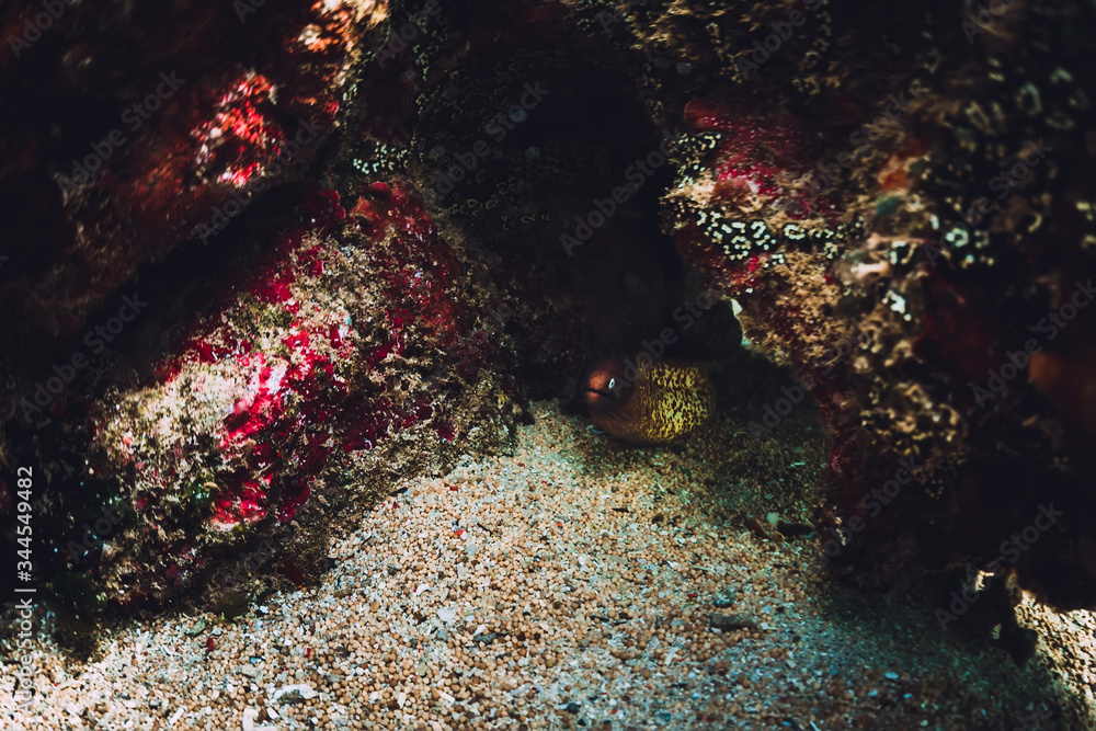 Moray eel under stones in underwater ocean