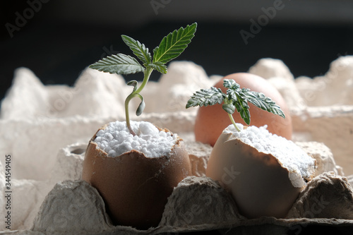 A medical cannabis sprout grows from the shell of eggs that are in environmentally friendly containers. horizontal. close-up