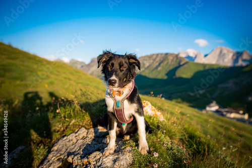 Australian shepherd in the Dolomites