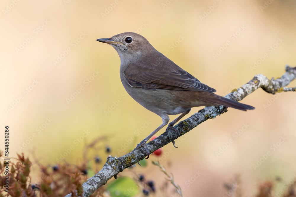 Obraz premium Common nightingale, Luscinia megarhynchos, perched on a branch on a clear uniform background