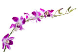 Beautiful bouquet of purple orchid flowers. Bunch of luxury tropical magenta orchids - dendrobium - isolated on white background. Studio shot
