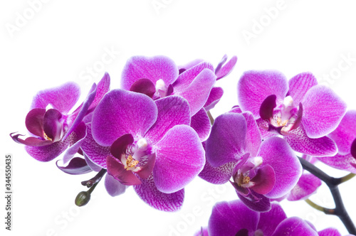 Beautiful bouquet of magenta orchid flowers. Bunch of luxury tropical purple orchids - phalaenopsis - isolated on white background. Studio shot