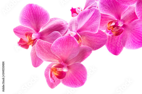 Beautiful bouquet of pink orchid flowers. Bunch of luxury tropical magenta orchids - phalaenopsis - isolated on white background. Studio shot