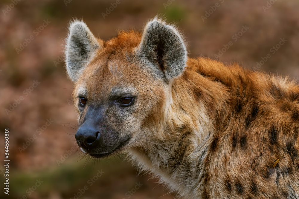 Obraz premium Spotted Hyena - Crocuta crocuta, picture of powerfull African carnivore in Etosha National Park, Namibia, Africa. 