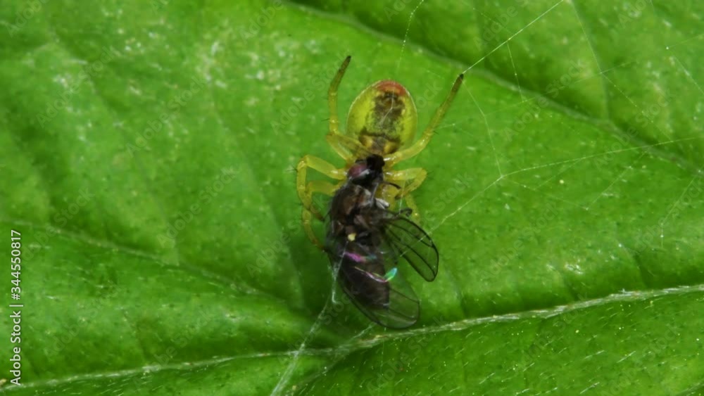 Cucumber Green Spider or Cucumber Green Orb Spider with prey. Her Latin name is Araniella cucurbitina. Cucumber Green Spider or Cucumber Green Orb Spider with prey. Her Latin name is Araniella cucurbitina.