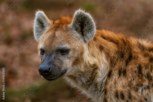 Spotted Hyena - Crocuta crocuta, picture of powerfull African carnivore in Etosha National Park, Namibia, Africa. 