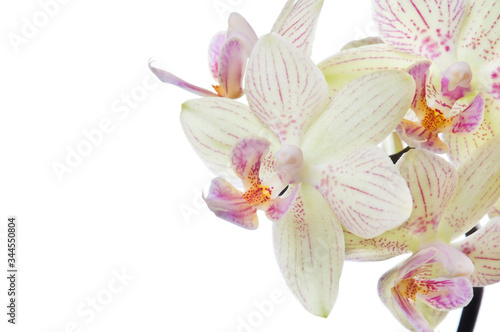 Beautiful bouquet of white orchid flowers. Bunch of luxury tropical white orchids - phalaenopsis - with pink dots isolated on white background. Studio shot © Digihelion