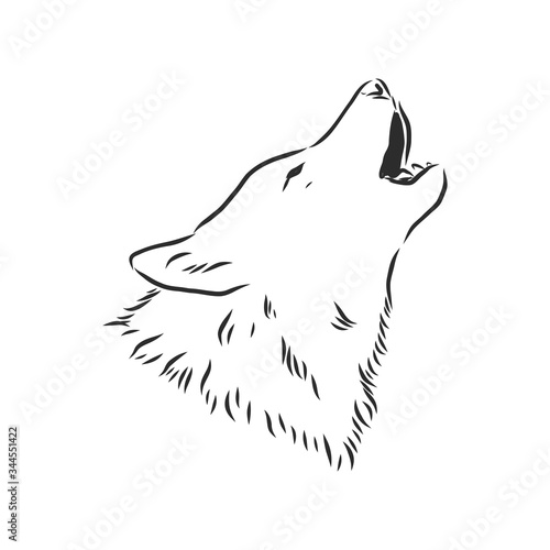 Wolf head vector. wolf howls, wolf head, vector sketch illustration
