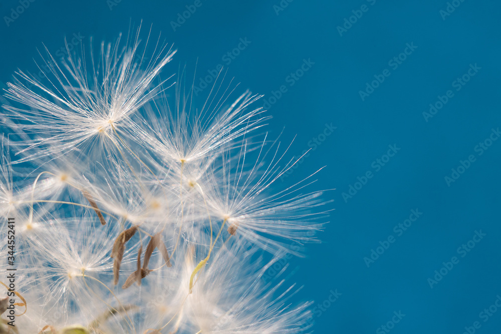 Closeup macro image of dandelion seed heads with delicate lace patterns on a blue sky background Closeup macro image of dandelion seed heads with delicate lace patterns on a blue sky background