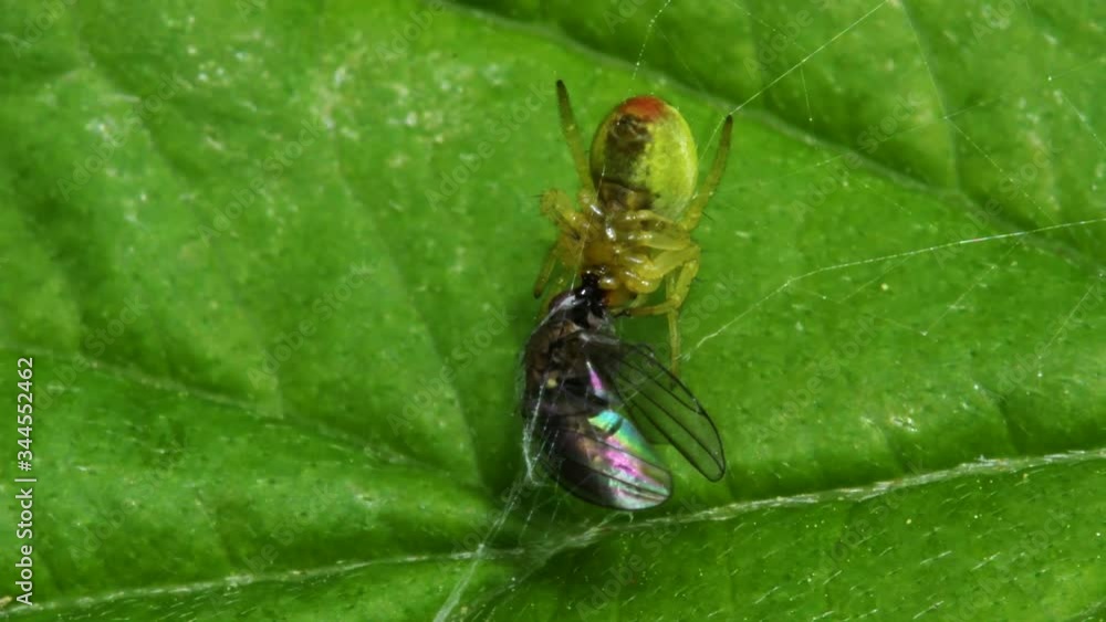 Cucumber Green Spider or Cucumber Green Orb Spider with prey. Her Latin name is Araniella cucurbitina. Cucumber Green Spider or Cucumber Green Orb Spider with prey. Her Latin name is Araniella cucurbitina.