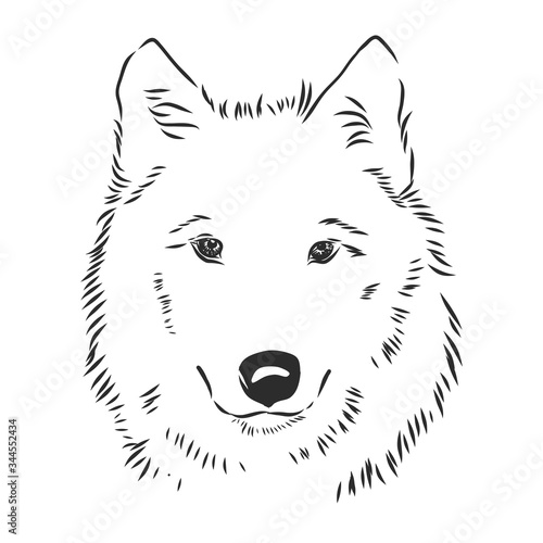 vector image of wolf's head isolated on white, wolf portrait, wolf head, vector sketch illustration