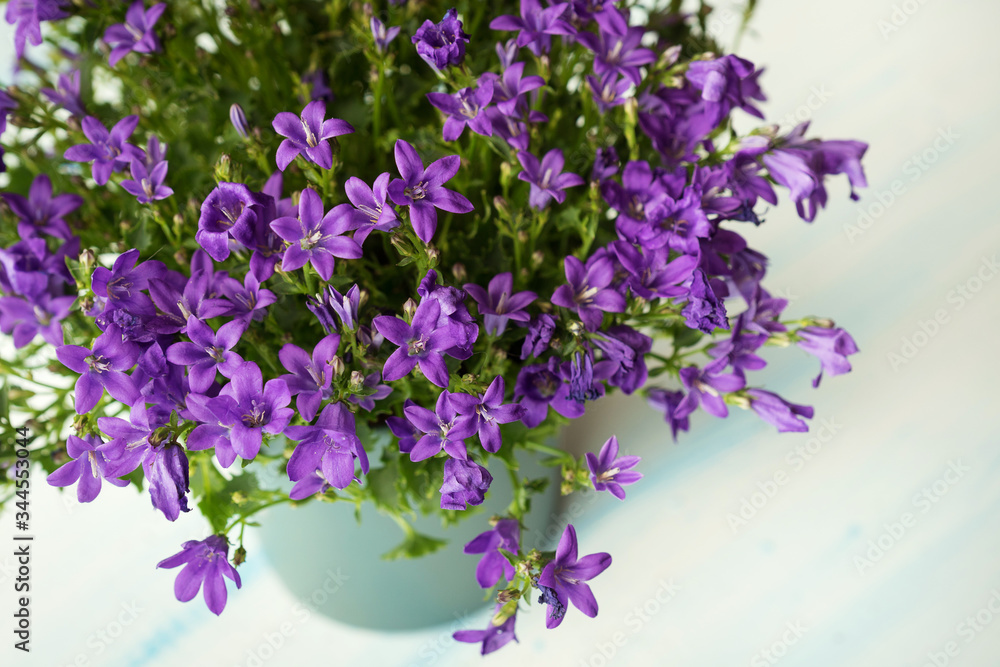 the flowers are lilac Campanula in the pot