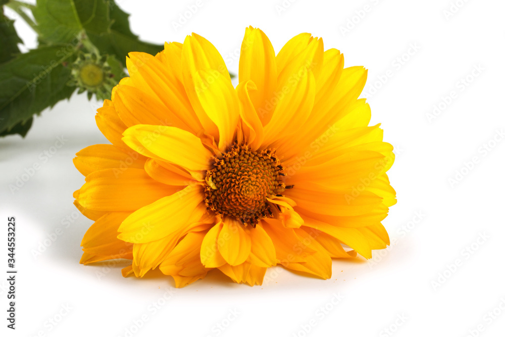 Yellow chamomile Yellow chamomile