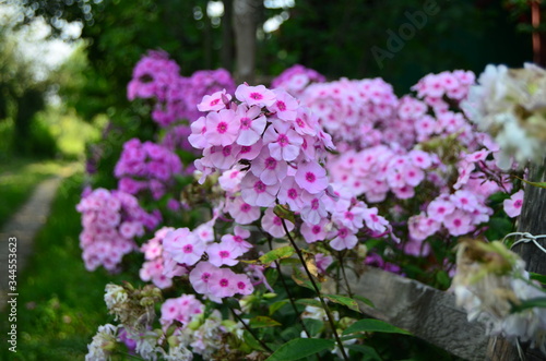 Blooming pink phlox flowers in green grass