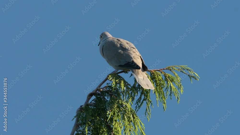 A Eurasian Collared Dove sitting on top of a tree A Eurasian Collared Dove sitting on top of a tree