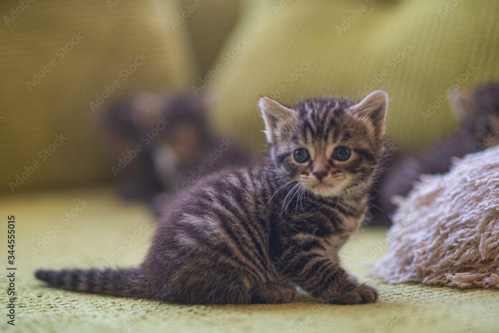 kitten kitten