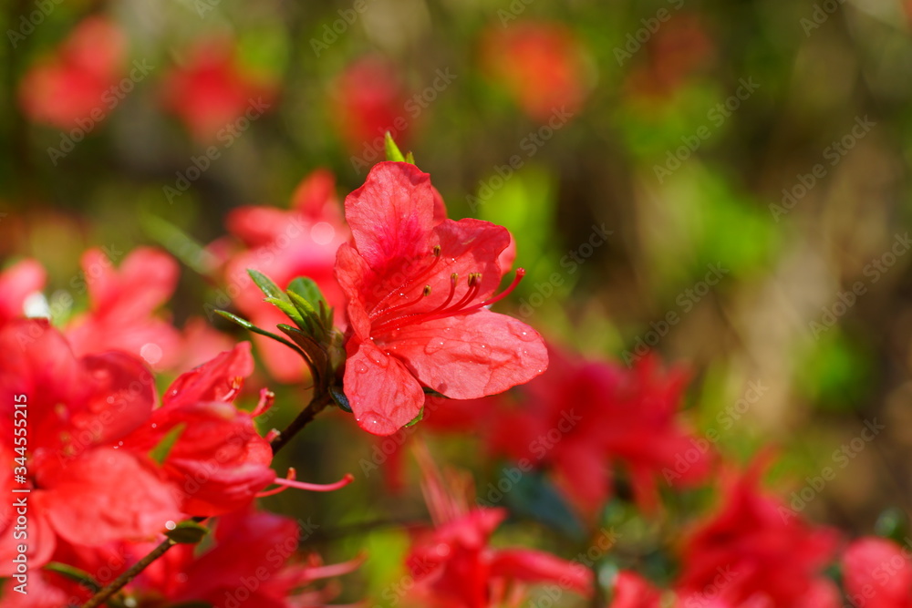 Red azalea flower bush in the spring garden Red azalea flower bush in the spring garden