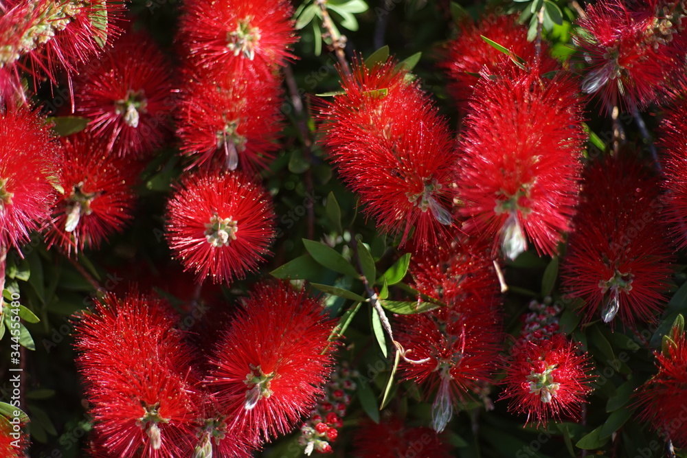 Melaleuca citrina, commonly known as common red, crimson or lemon bottlebrush ,is widely cultivated, not only in Australia, often as a species of Callistemon. It is a plant in the myrtle family, Melaleuca citrina, commonly known as common red, crimson or lemon bottlebrush ,is widely cultivated, not only in Australia, often as a species of Callistemon. It is a plant in the myrtle family,