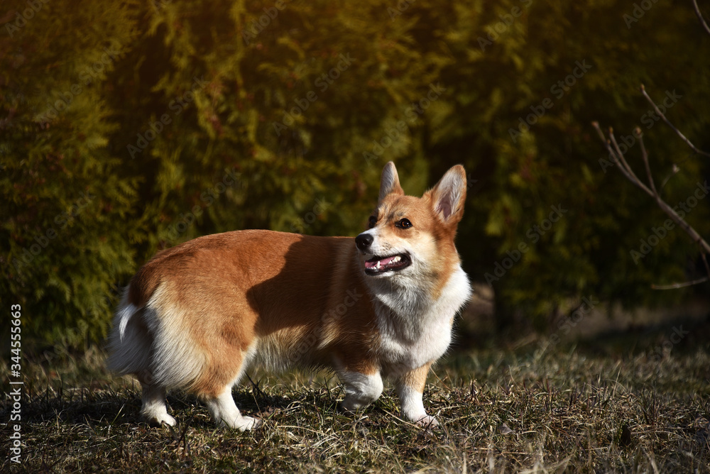 Welsh Corgi Pembroke