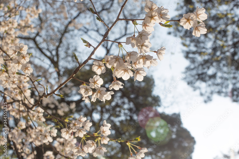 cherry blossom sakura in spring time over blue sky. cherry blossom sakura in spring time over blue sky.